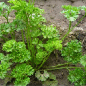 Ramo de perejil fresco de color verde intenso sobre un fondo neutro