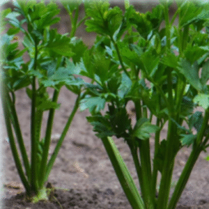 Detalle de hojas y tallos de apio.