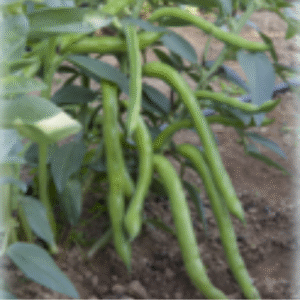 Habas ecológicas frescas Ecologic to go