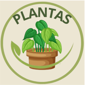 Plantas
