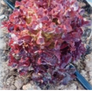 Lechuga roja